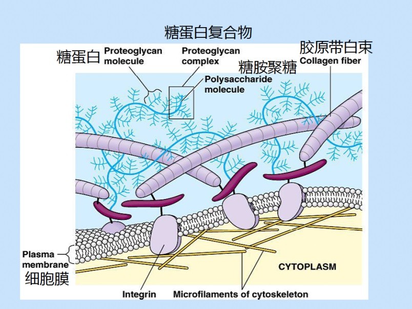 Pro-xylane(Hydroxypropyl tetrahydropyrantriol) Cosmetic ingredients